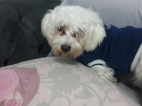 11 aylık köpeğimiz Lucky