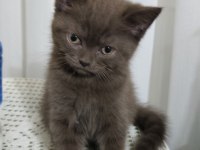 British shorthair yavru erkek