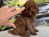 Çok Tatlı, Teacup Poodle Yavrusu
