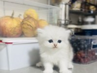Pofuduk oyıncak tipinde sevimli bebek kediler