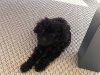 En Küçük Boy Maltipoo Yavrularımız