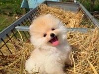 Kokoş pomeranian bebekler