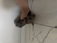 Ufak yorkshire terrier yavrular