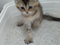 Sevimli oyuncu british shorthair yavrular