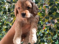 Toy poodle yavrularımız