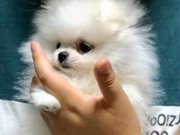 POMERANİAN BOO YAVRULARI
