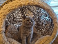 Lilac Koca Kafalı British Shorthair