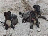 Kurt boğan kangal
