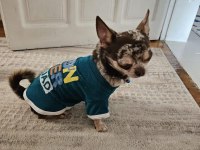 Chihuahua (Şivava) Süper Eğitimli İnsan Sever