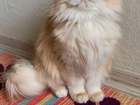 British longhair güzel kızıma yuva arıyorum