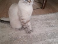 Lnyx Point Kedimiz Ücretsiz Sahiplendirilecek
