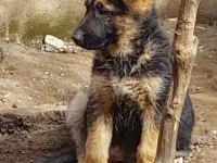 Alman kurdu hatay
