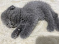 Scottish Fold Dişi 2 Aylık