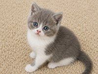 Mükemmel British Shorthair Golden Blue ve Bicolor Yavrular
