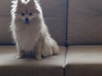 Pomeranian Spitz Latte Kızımıza Yuva Arıyoruz