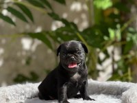 Uygun Black Pug Mobs Yavrular Irk Ve Sağlık Garantili