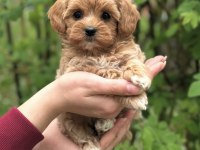 ŞEKER MALTİPOO YAVRULARIMIZ