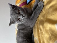 2 aylik erkek british shorthair