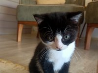 British shorthair kırma