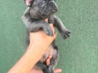 ÜST KALİTE BLUE FRENCH BEBEKLER