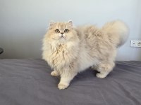 British Longhair Kedilerim