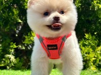 Safkan Pomeranian Boo Yavrularımız