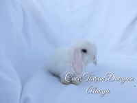 Saten tüylü mavi gözlü mini lop Alanya Cüce Tavşan