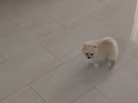 2.5 aylık pomeranian erkek
