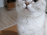 Scottish Fold Dişi