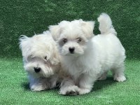 MALTESE TERRİER YAVRULAR