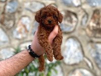 Orjinal Toy Poodle Erkek Dişi Red Yavru Şecereli Anne Baba