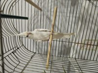 Albino kırmızı göz erkek ele alışık konuşan