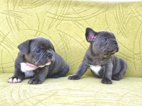 Blue renkli maviş gözlü tuvalet eğitimli french bulldoglar