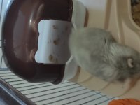 Cüce Dişi Hamster