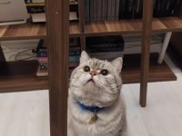 British Shorthair Ücretsiz 4 Yaşında