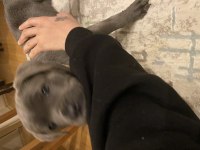 2 aylık cane corso