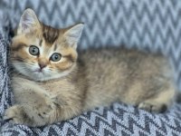 British shorthair kedisi