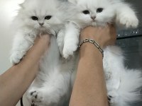 British longhair yeni ailem olmak ister misiniz