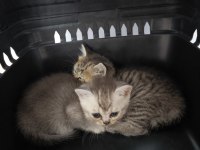 British blue point ve scottish Straight safkan bebekler