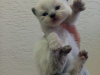 British shorthair ve scottish fold