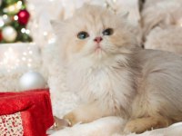 British longhair dişi
