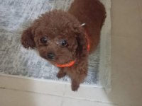 Irk ve sağlık garantili poodle bebekler