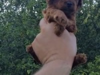 RED BROWN KORE SAFKAN TOY POODLE YAVRULARIMIZ