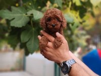 Çiftliğimiz de poodle yavrularımızı görebilirsiniz