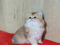 MÜKEMMEL BRİTİSH LONGHAİR DİŞİ YAVRULAR