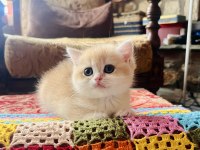Saf Kan Golden British Shorthair Yavruları (Wcf kayıtlı)
