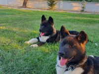 Orjinal Amerikan Akita Yavrular