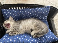 Kedi erkek british shorthair