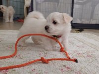 Sıfır numara şecereli yavru köpekler