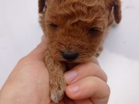Toy poodle